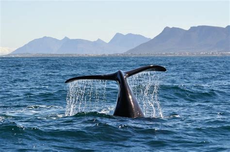 whales in hermanus season|Hermanus whale watching – Everything you need to。